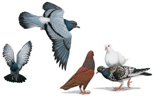 le multiformi livree dei piccioni