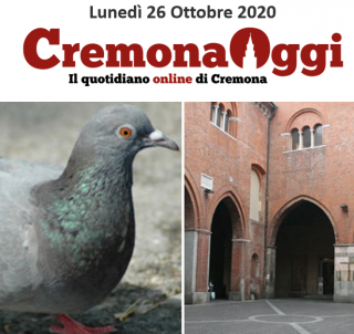 A Cremona parte il controllo dei colombi con antifecondativo